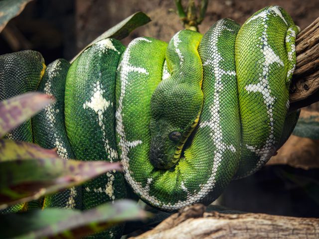 Amazon Tree Boa photo
