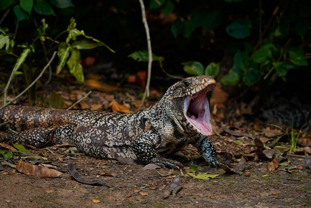 Argentine Tegu photo