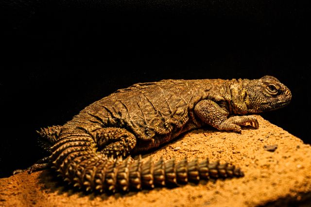 Armadillo Lizard photo