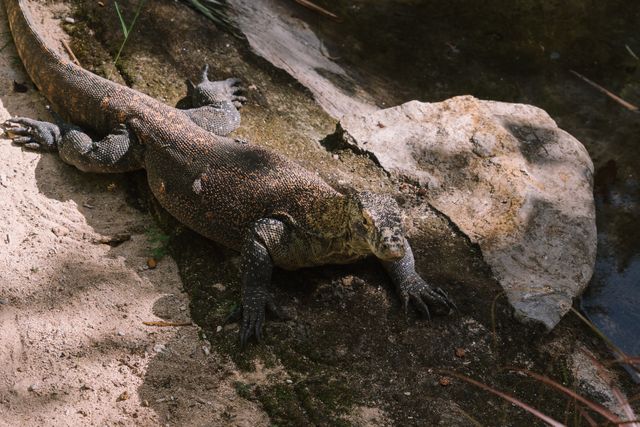 Asian Water Monitor photo