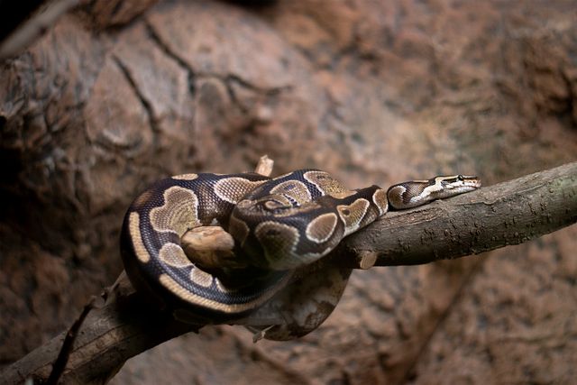 Ball Python photo