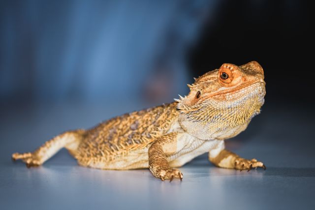 Bearded Dragon photo