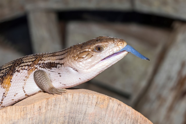 Blue-Tongued Skink photo