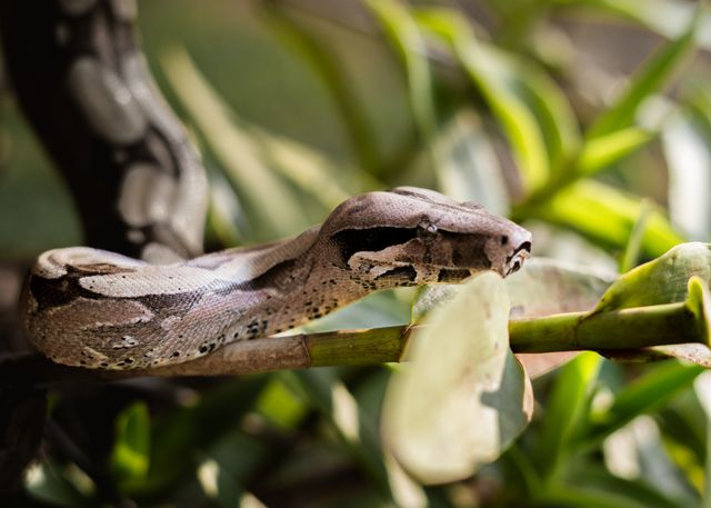 Boa Constrictor photo