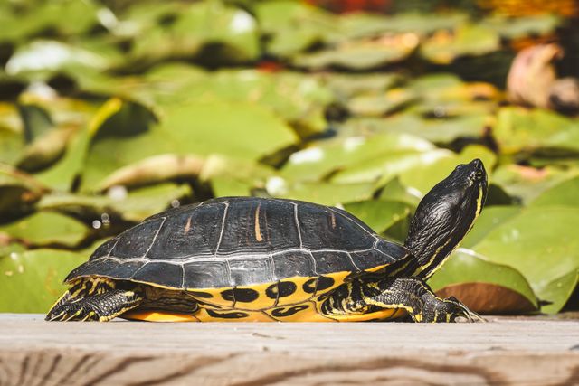 Box Turtle photo