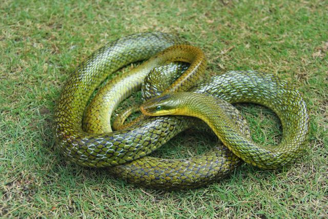 Brooks Kingsnake photo