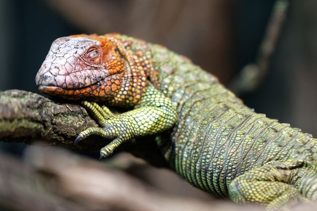 Caiman Lizard photo
