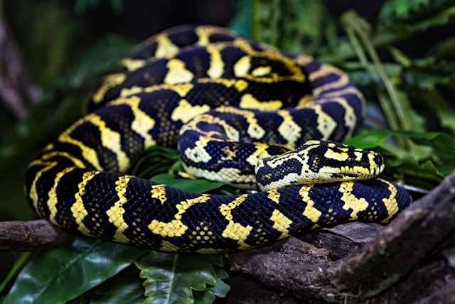 Carpet Python photo