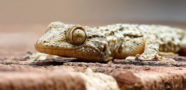Chahoua Gecko photo