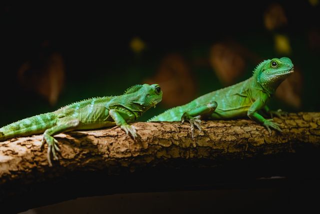Chinese Water Dragon photo