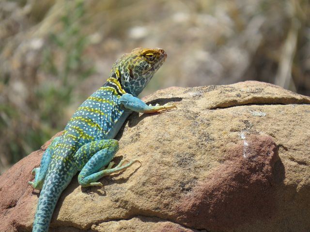 Collared Lizard photo