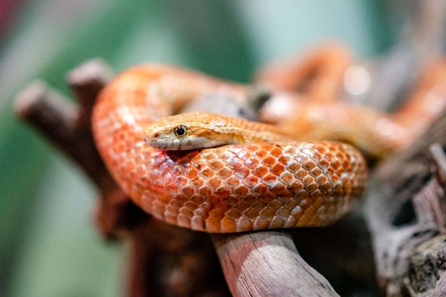 Corn Snake photo