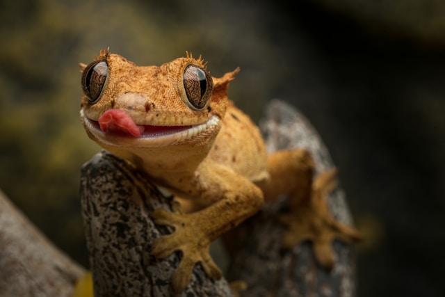 Crested Gecko photo