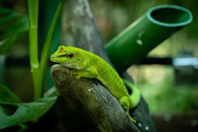 Day Gecko photo