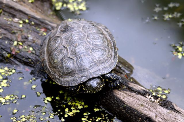 Diamondback Terrapin photo