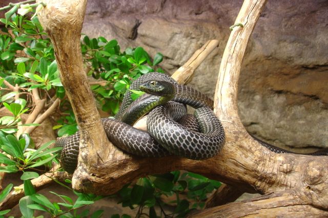 Eastern Indigo Snake photo