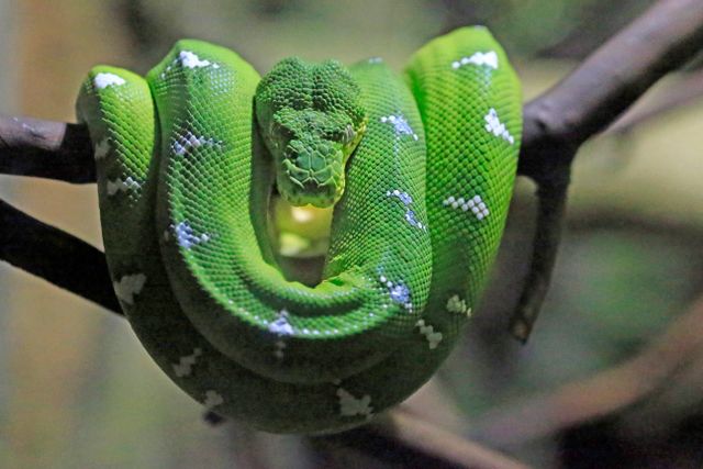 Emerald Tree Boa photo