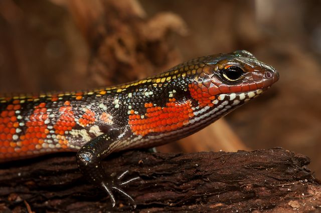 Fire Skink photo