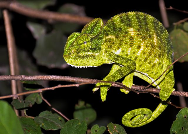 Flap-Necked Chameleon photo
