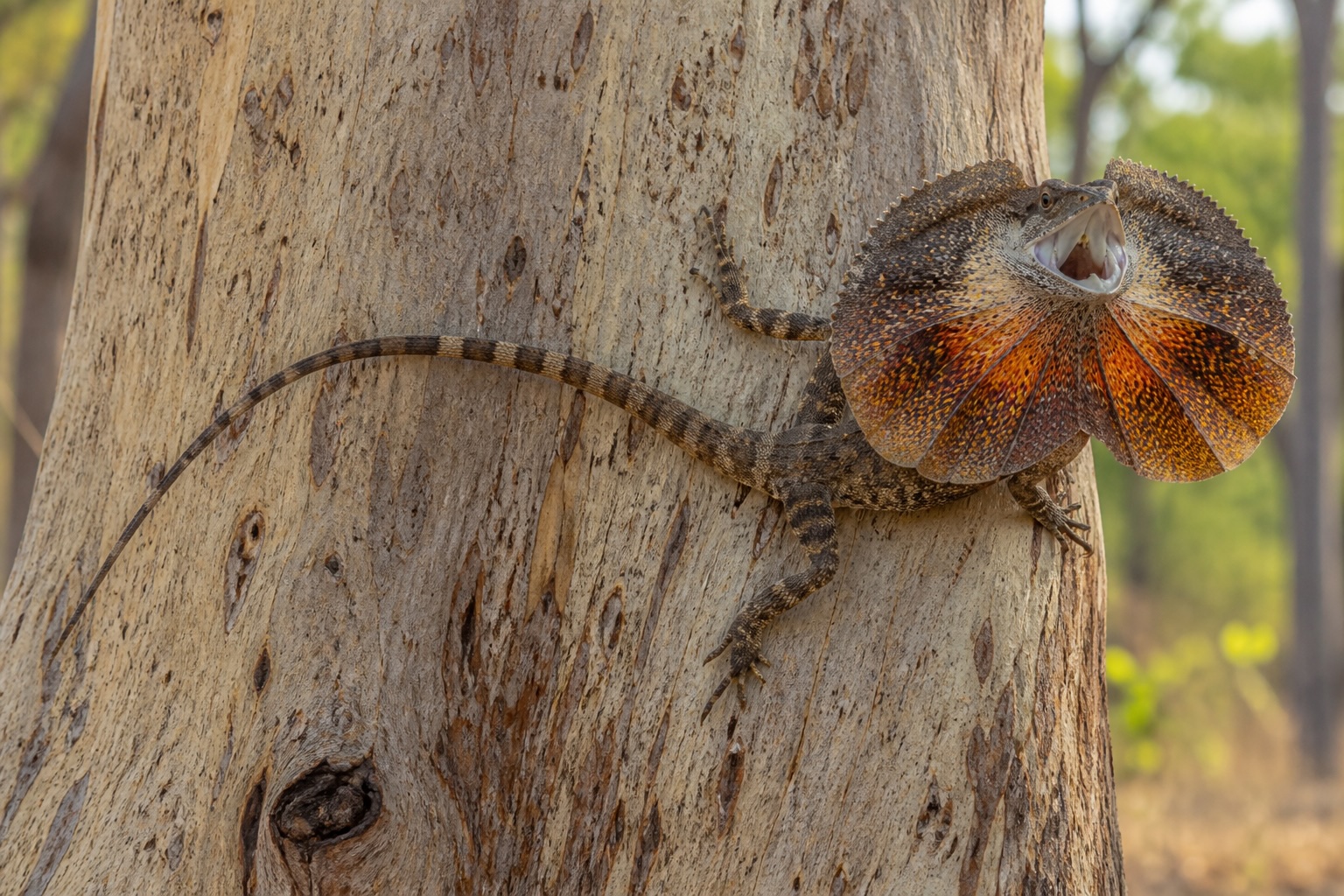 Frilled Dragon photo