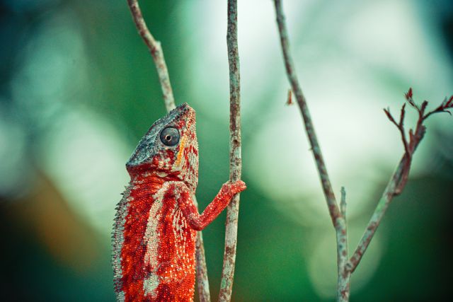 Gargoyle Gecko photo