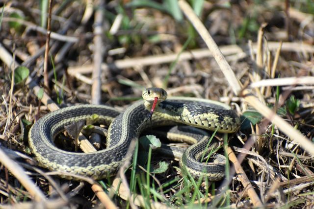 Garter Snake photo