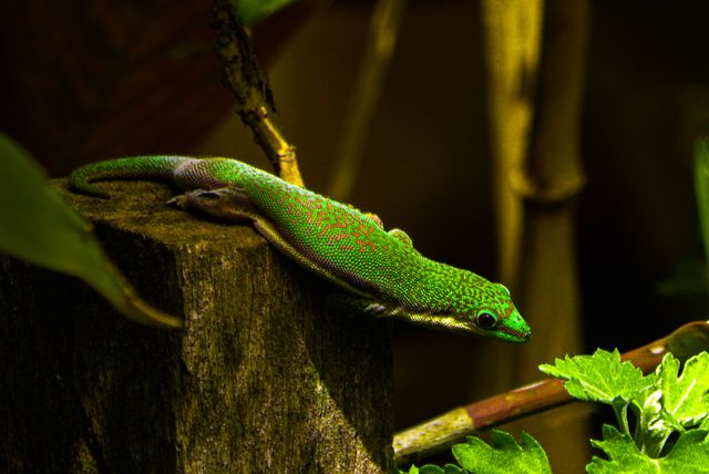 Giant Day Gecko photo