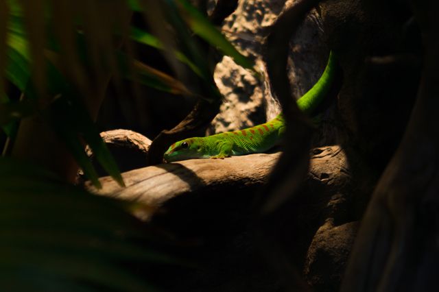 Gold Dust Day Gecko photo