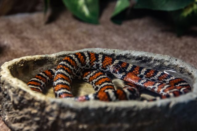 Gray-Banded Kingsnake photo