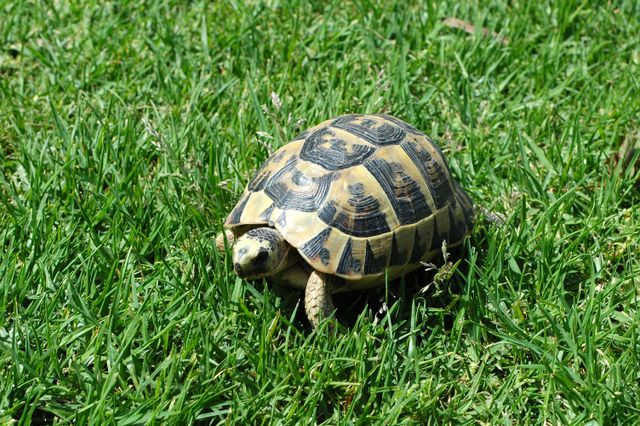 Greek Tortoise photo