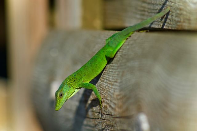 Green Anole photo