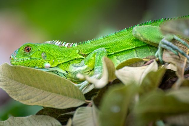 Green Iguana photo
