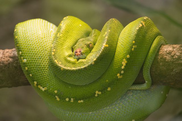 Green Tree Python photo