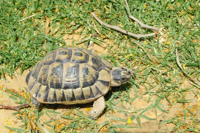 Hermanns Tortoise photo