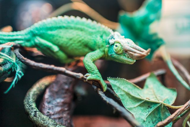 Jacksons Chameleon photo