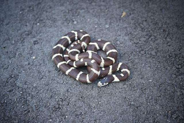 King Snake photo