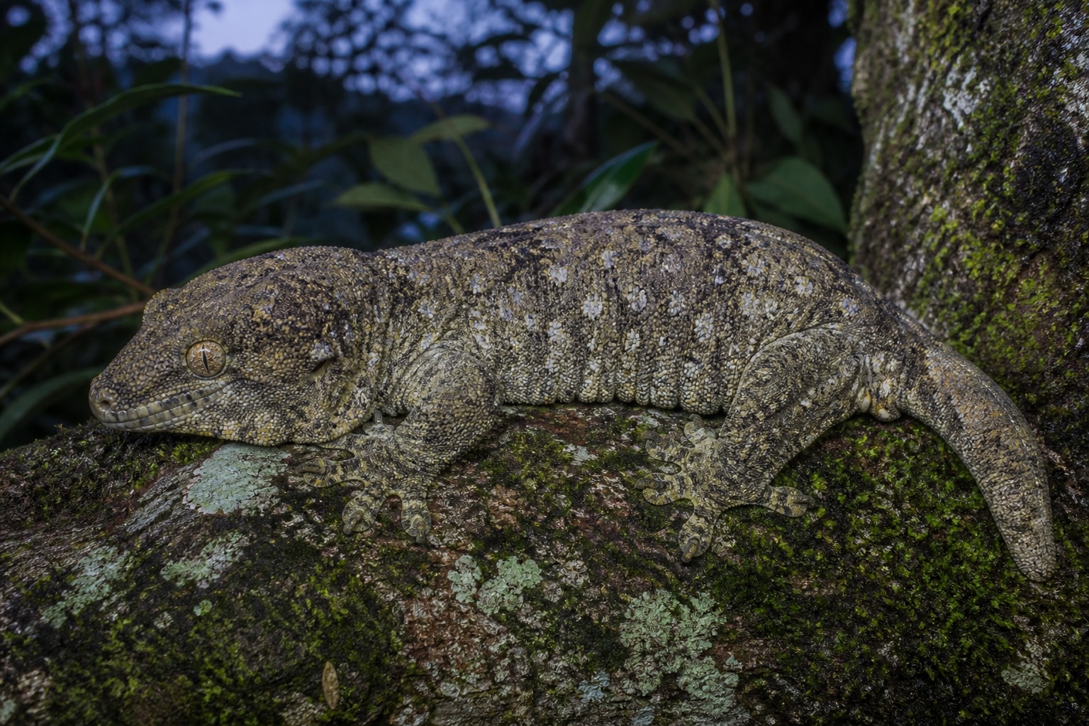Leachie Gecko photo
