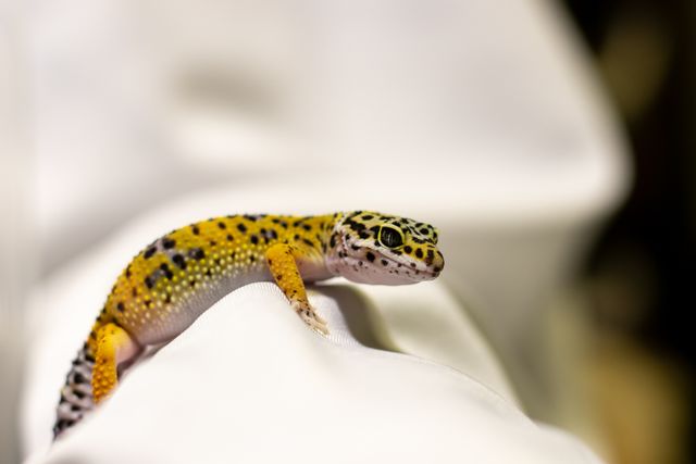 Leopard Gecko photo