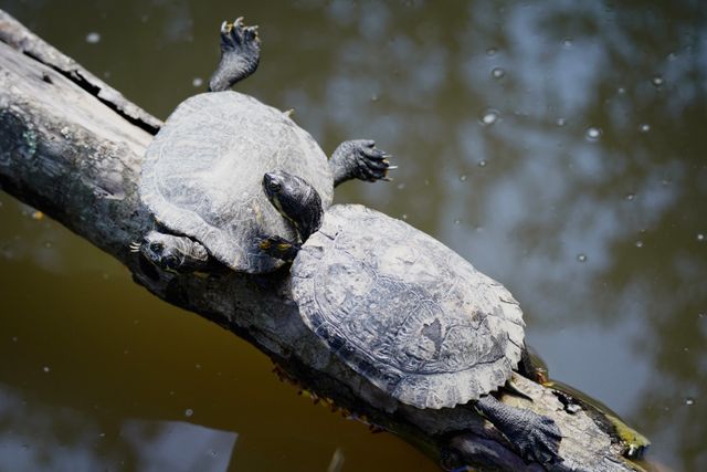 Map Turtle photo
