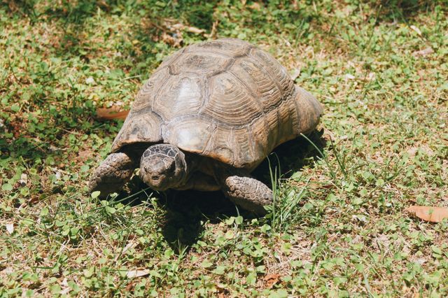 Marginated Tortoise photo