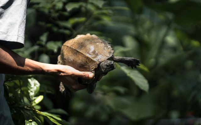 Mata Mata Turtle photo