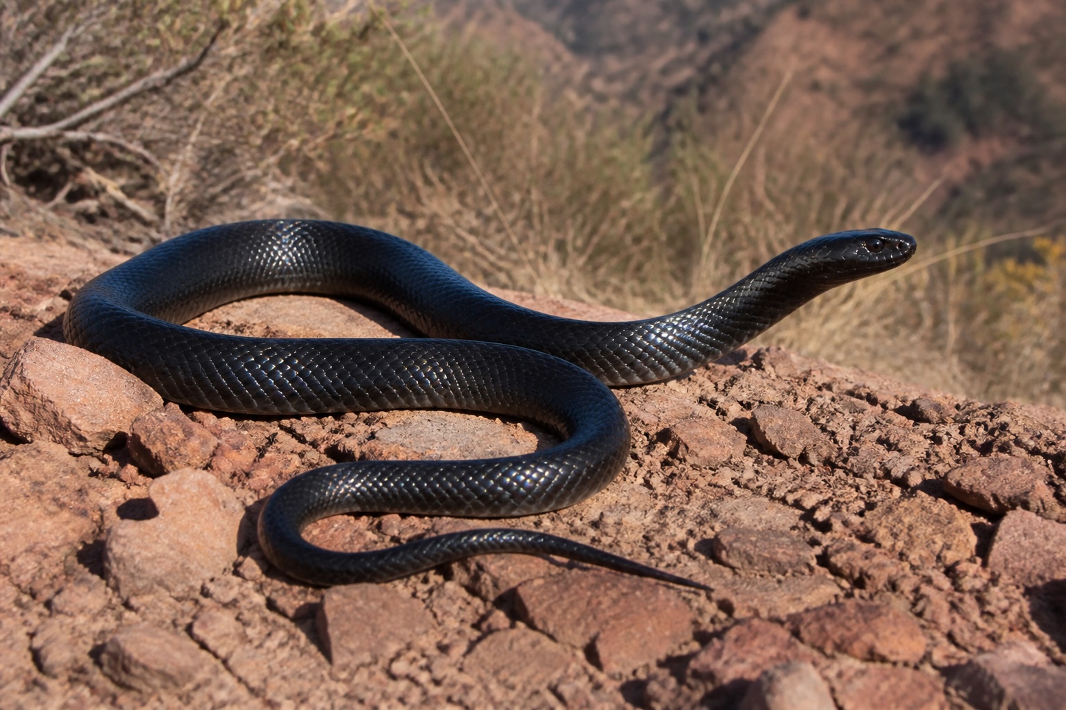 Mexican Black Kingsnake photo