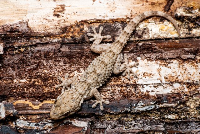 Mourning Gecko photo
