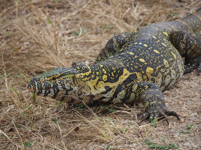 Nile Monitor photo