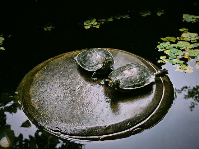 Painted Turtle photo