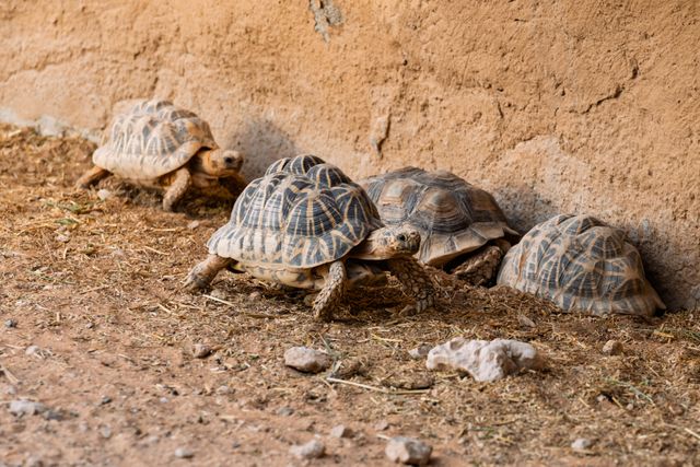 Pancake Tortoise photo