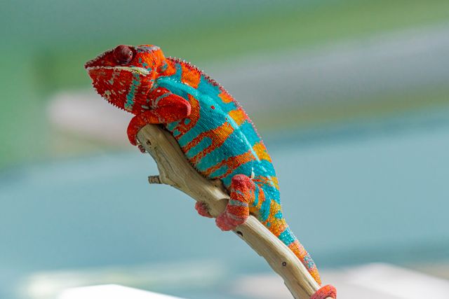 Panther Chameleon photo