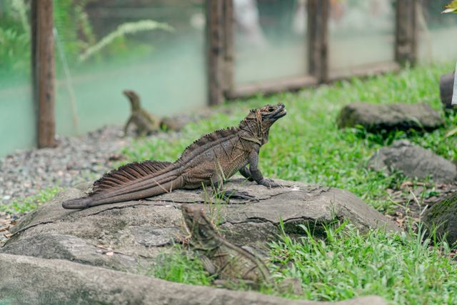 Philippine Sailfin photo