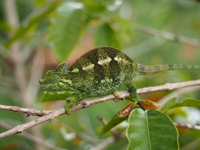 Pygmy Chameleon photo