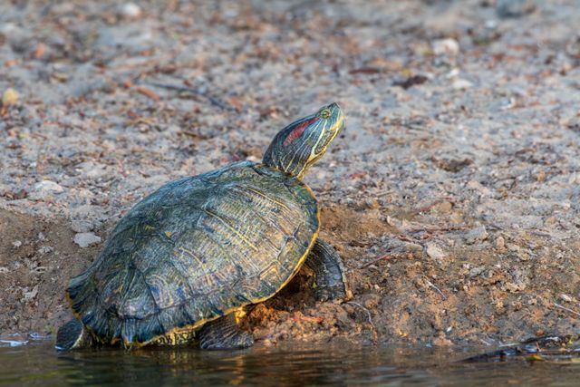 Red-Eared Slider photo